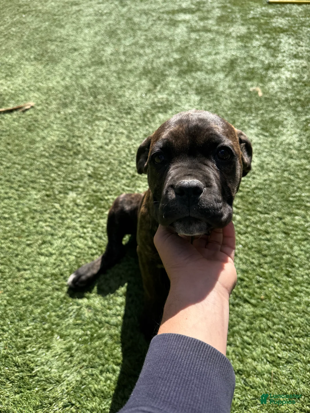 Cane Corso dogs for sale: Cane Corso Puppy 1 - Ad 2