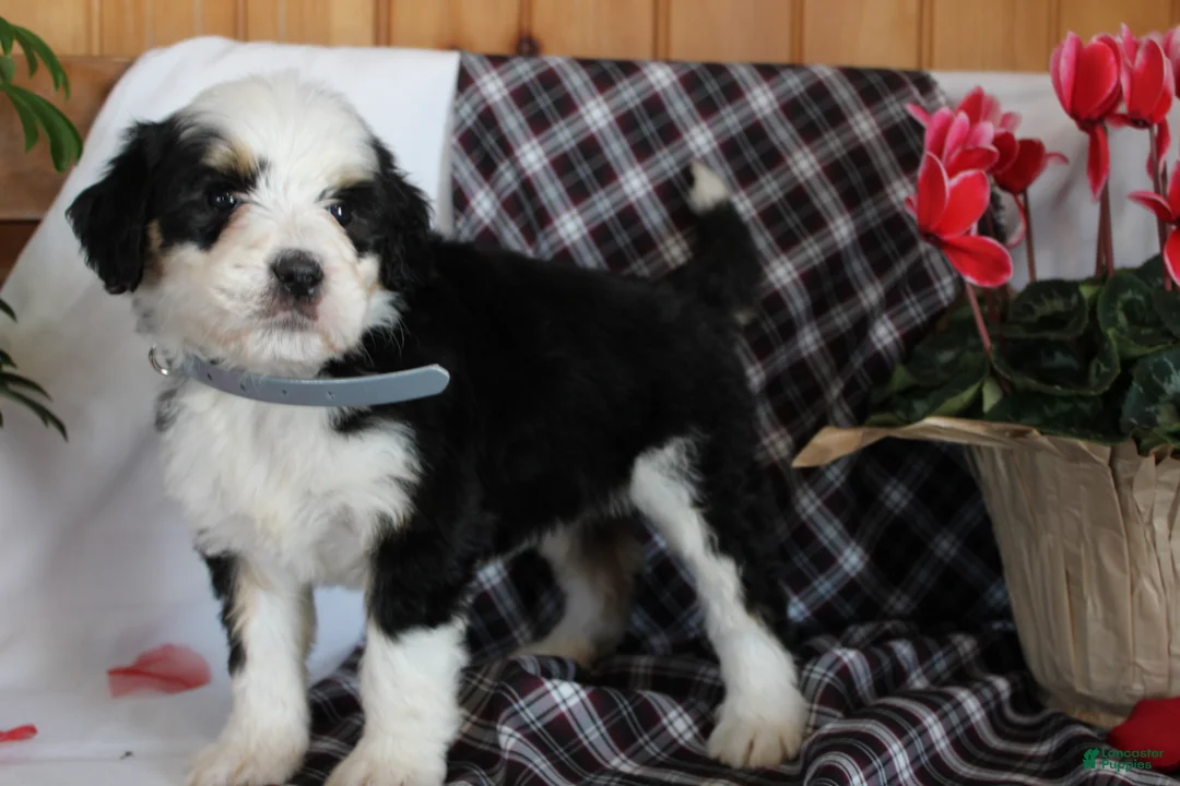 Bernedoodle dogs for sale: Bubbles - Ad 3