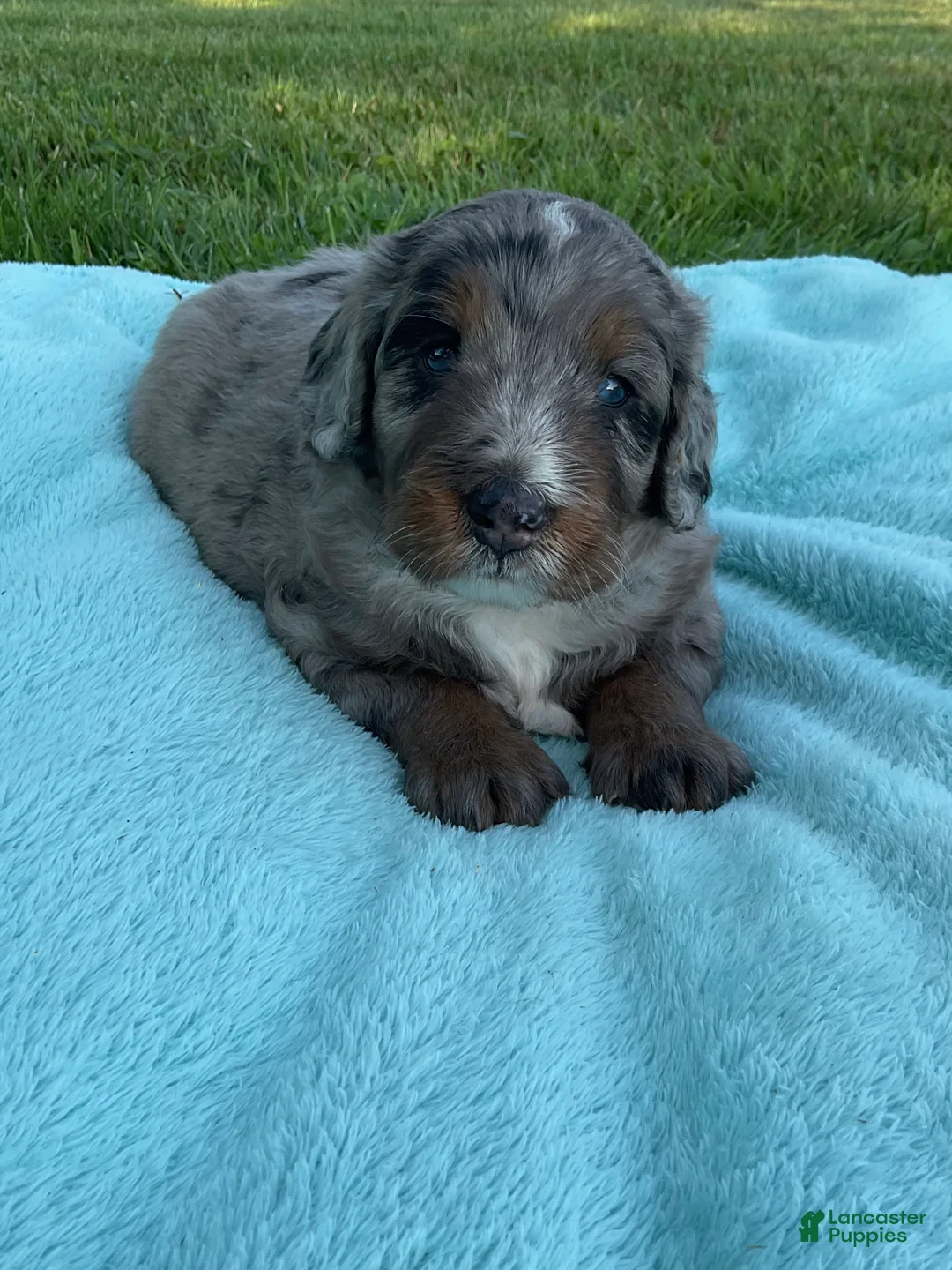 Mini Bernedoodle dogs for sale: Jaxon - Ad 2