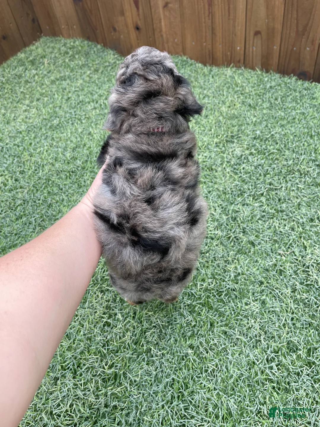 Miniature Poodle dogs for sale: Akc Clear 🧬 Blue Merle Phantom  - Ad 11