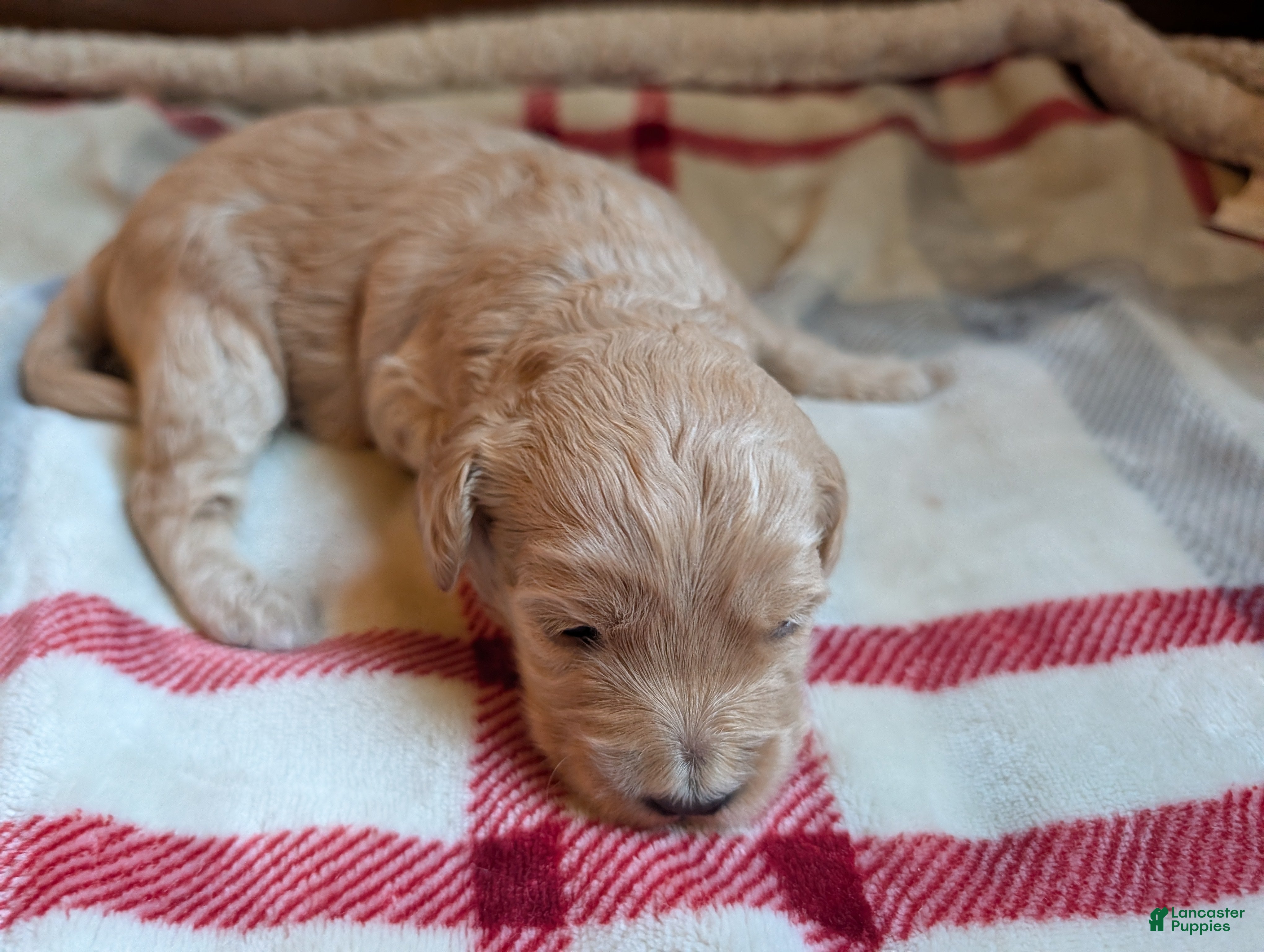 Mini Goldendoodle dogs Finn - Ad 2
