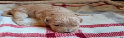 Mini Goldendoodle dogs for sale: Finn - Ad 2
