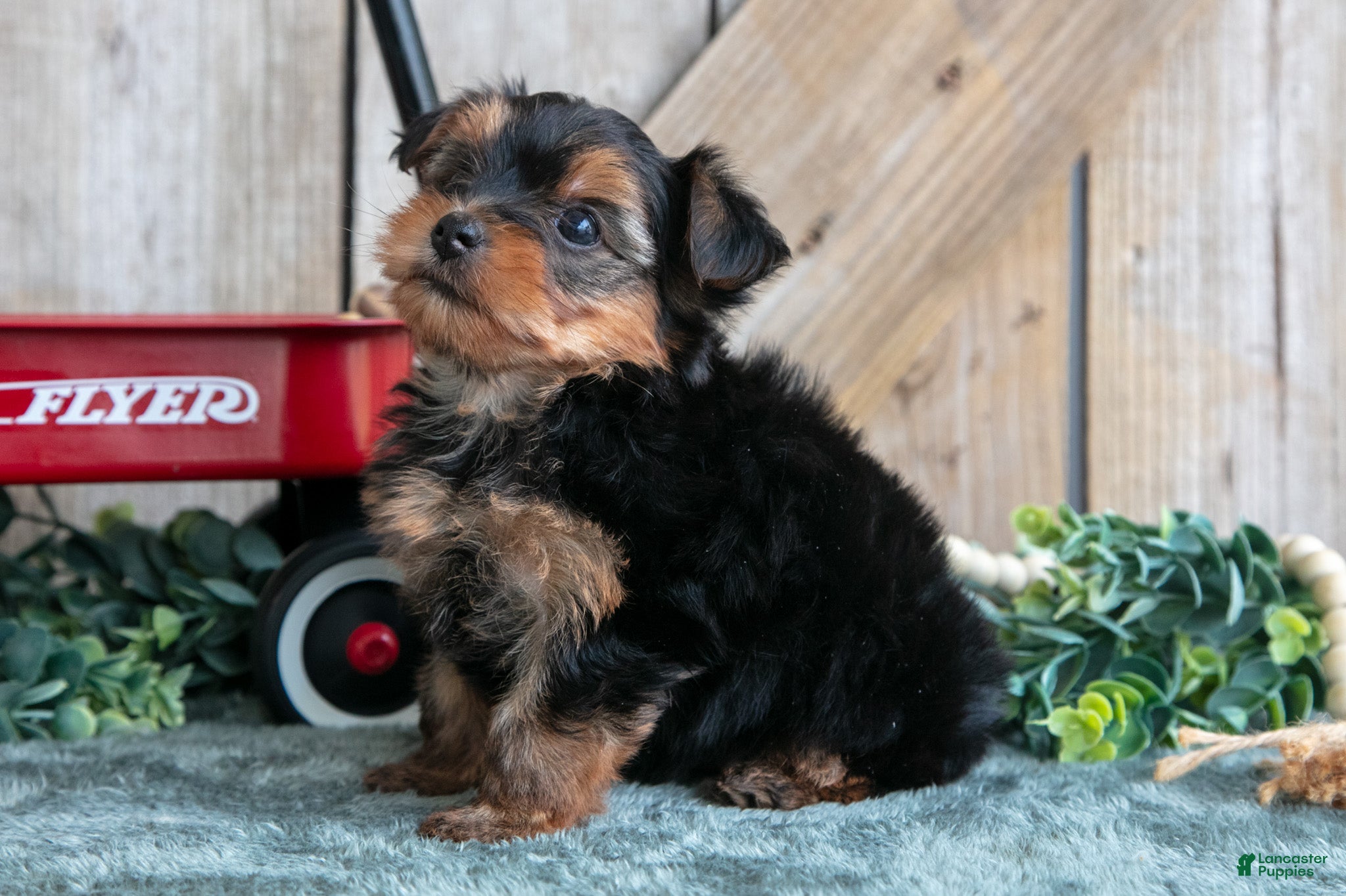 Yorkshire Terrier dogs Iris - Ad 2