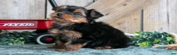 Yorkshire Terrier dogs for sale: Iris - Ad 2