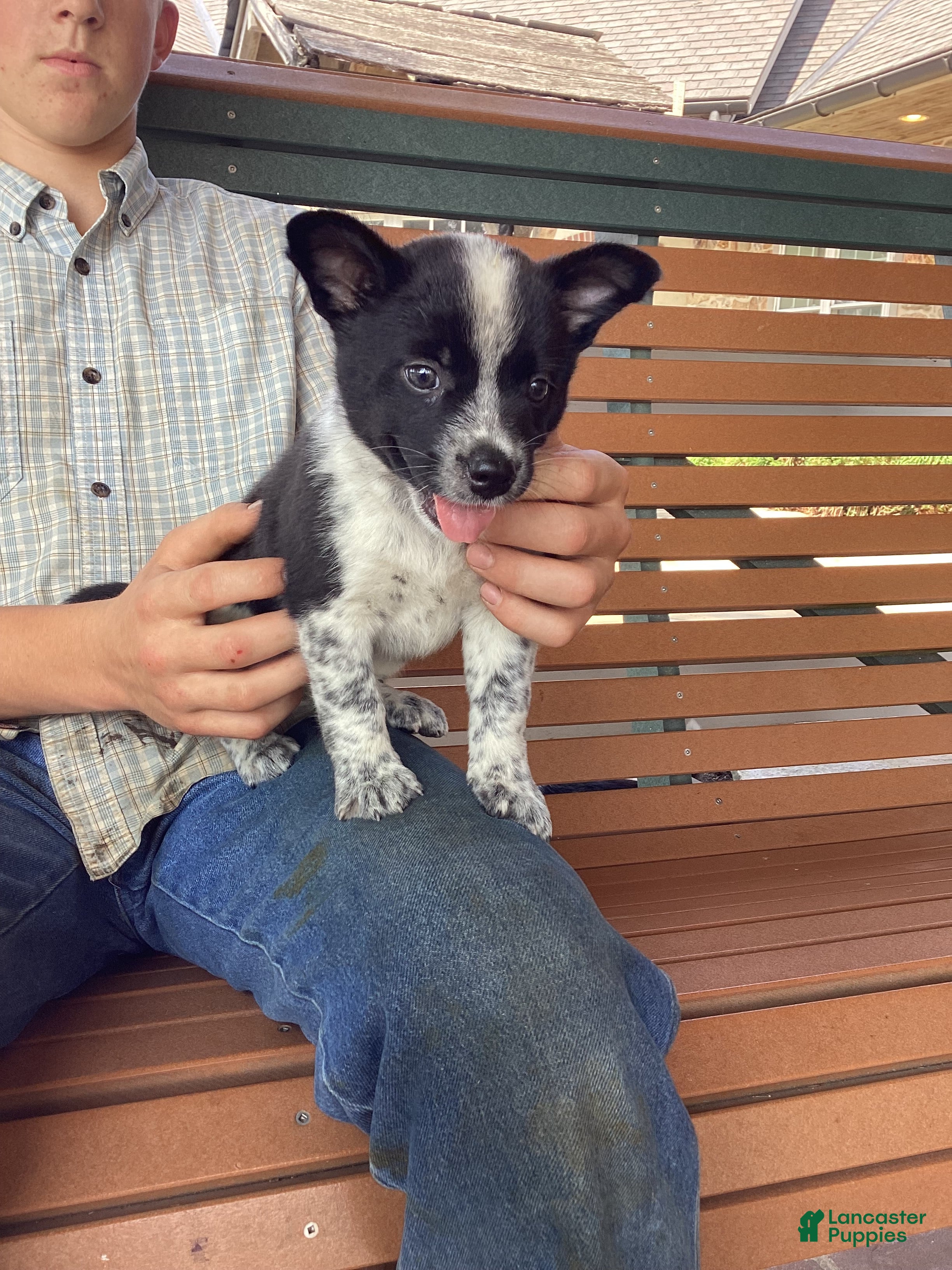 Mixed Breed dogs Baily  - Ad 35