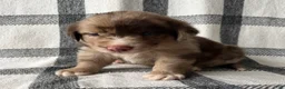 Mixed Breed dogs for sale: Rosko - Ad 3