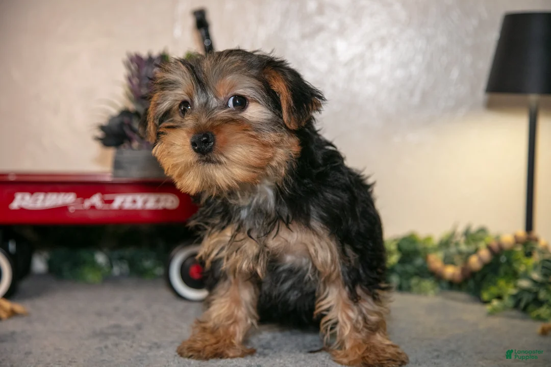 Yorkshire Terrier dogs for sale: Mario - Ad 3