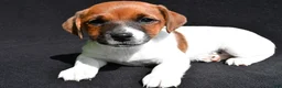 Jack Russell Terrier dogs for sale: Livia - Ad 6