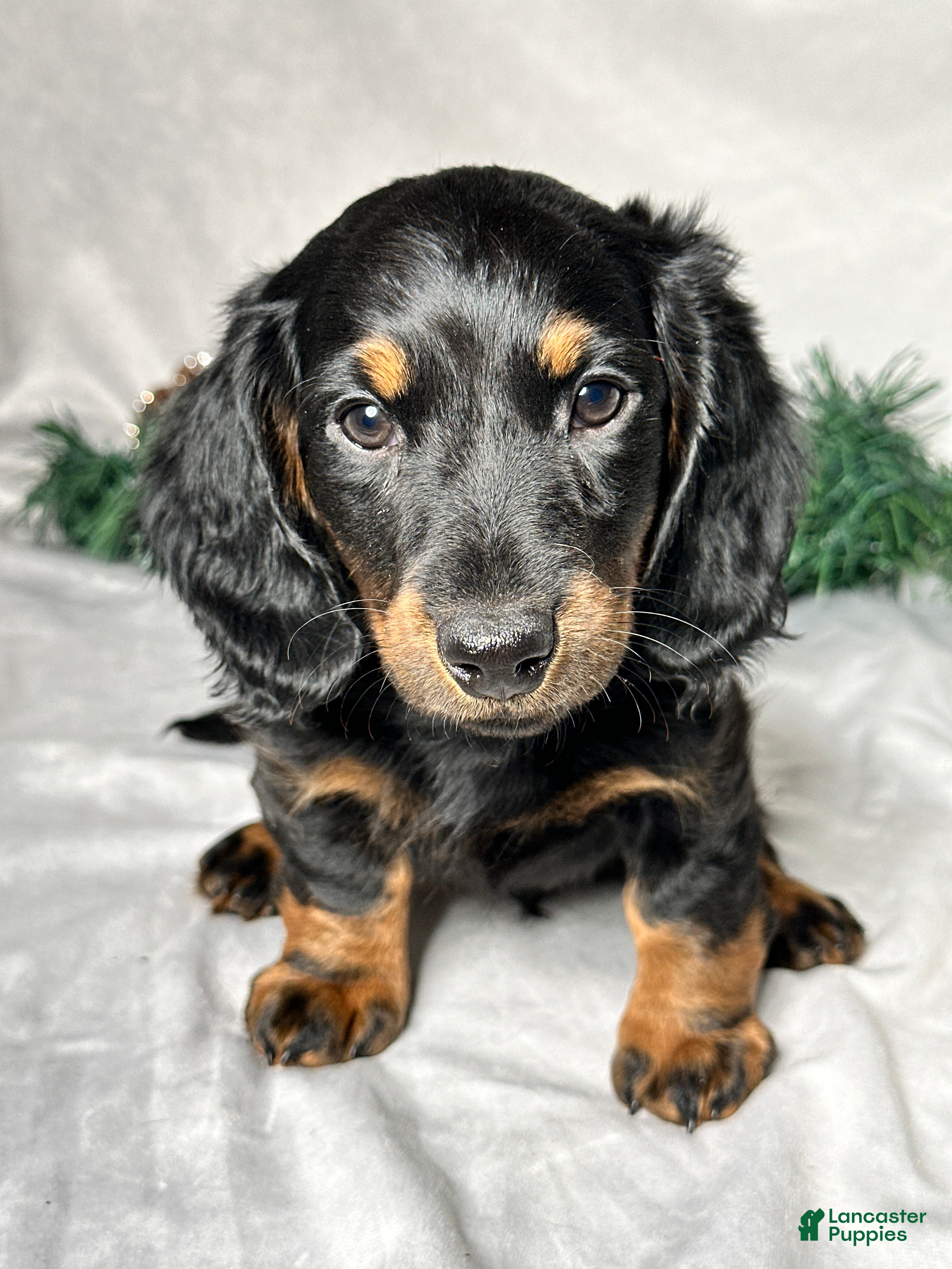 Miniature Dachshund dogs Luke - Ad 35