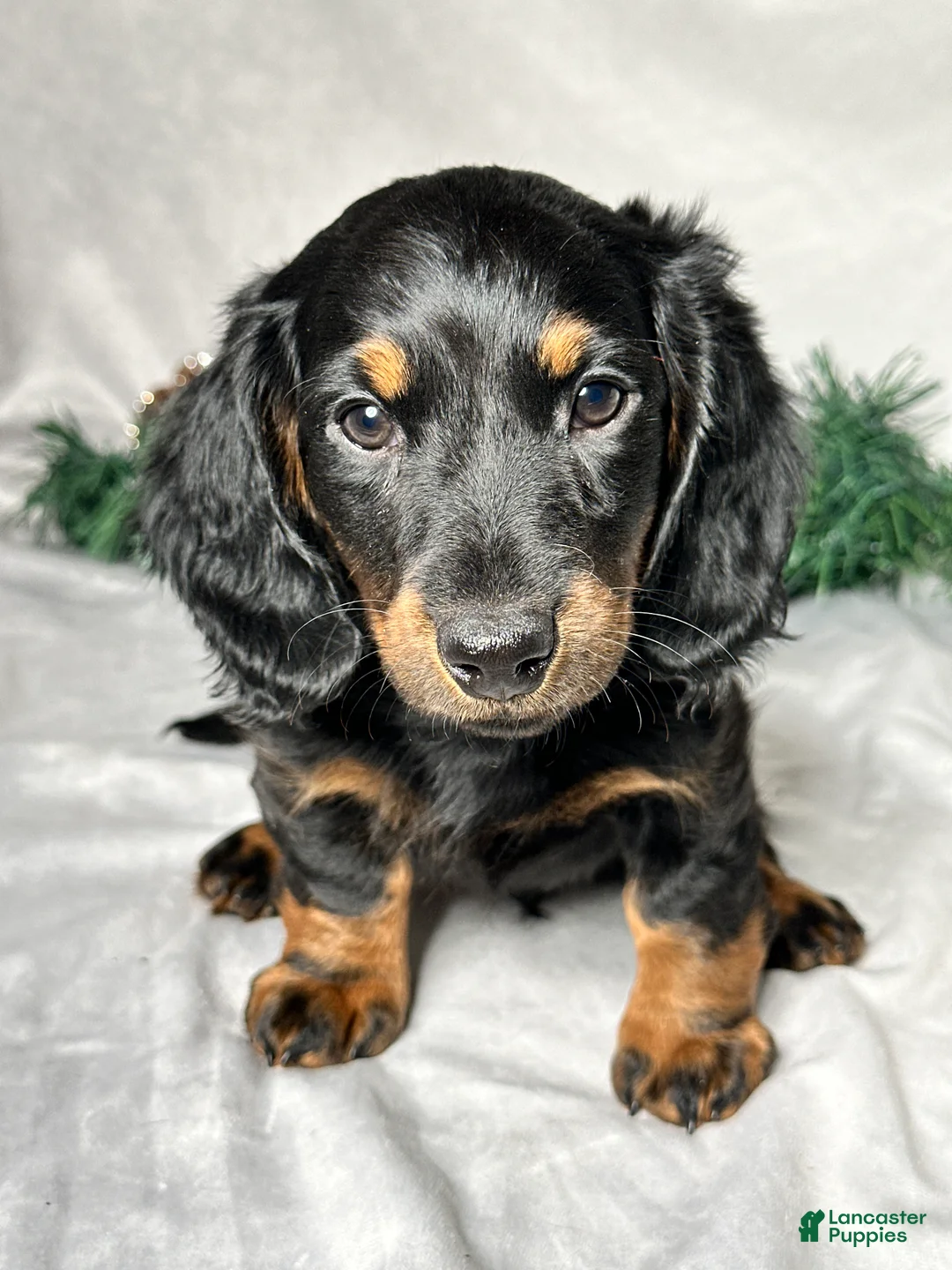 Miniature Dachshund dogs for sale: Luke - Ad 1