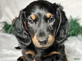 Miniature Dachshund dogs Luke - Ad 35