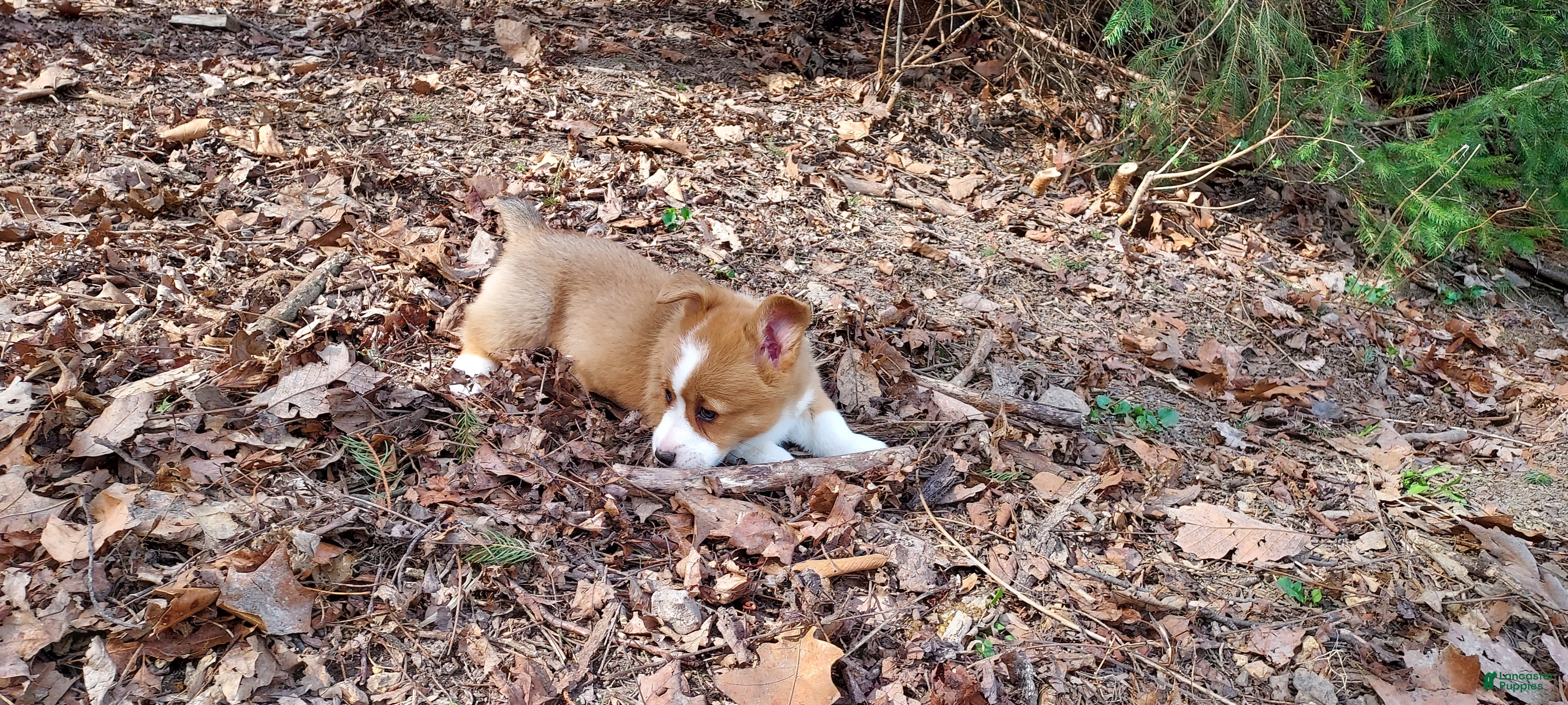Welsh Corgi Pembroke dogs Welsh Corgi Pembroke Puppy 6 - Ad 2