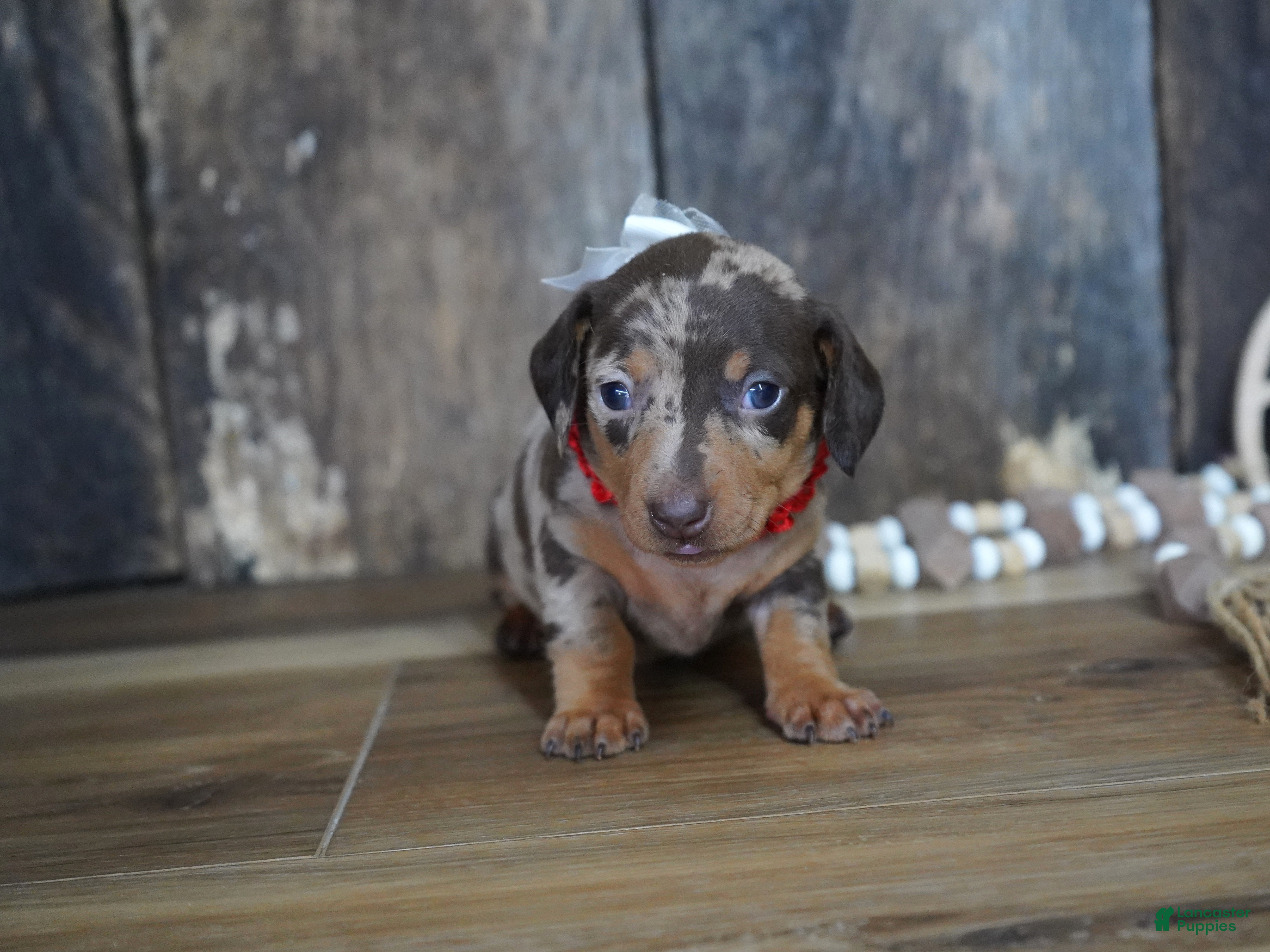 Miniature Dachshund dogs Terra - Ad 32