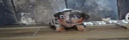 Miniature Dachshund dogs for sale: Terra - Ad 1