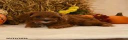 Cavapoo dogs for sale: Kenzy - Ad 2