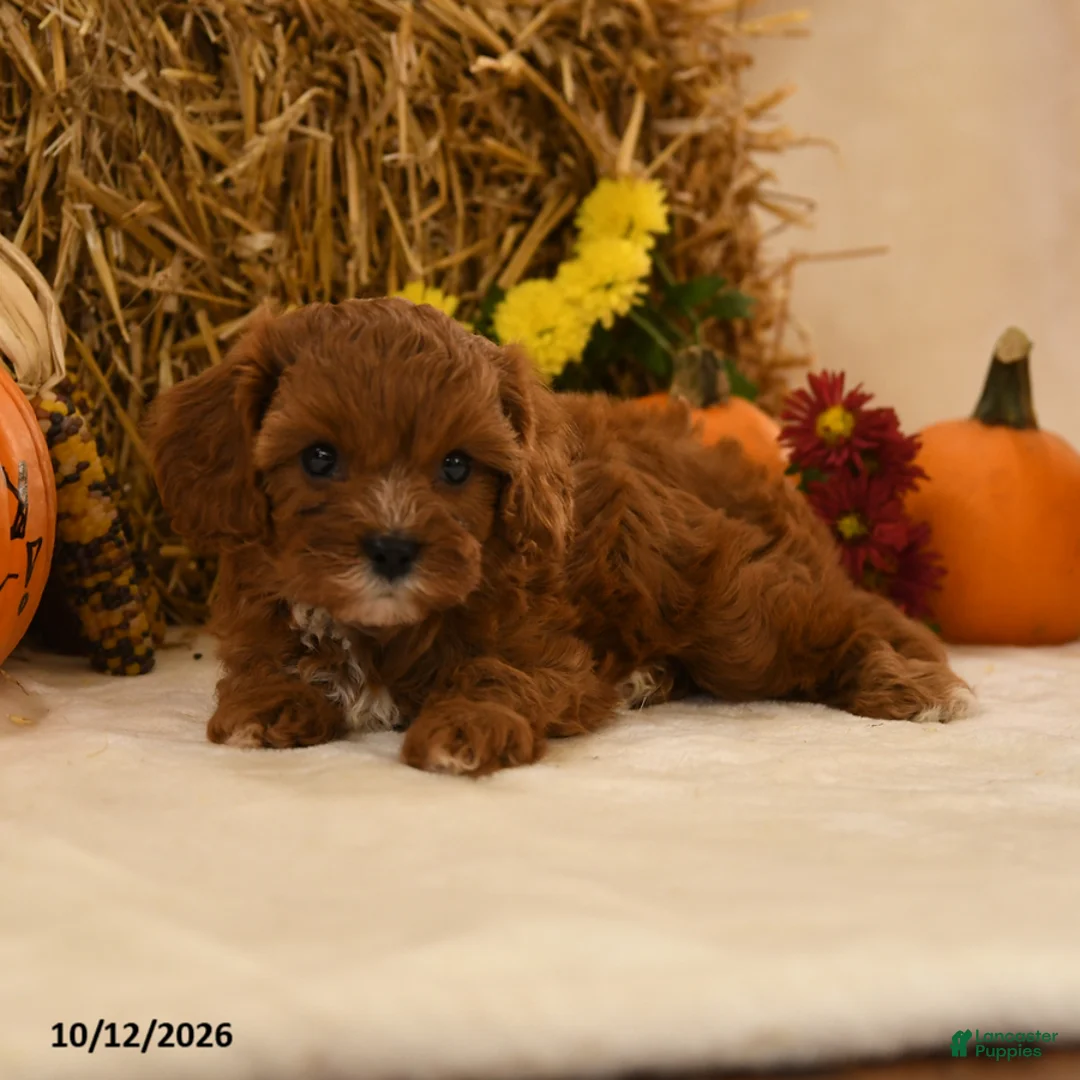 Cavapoo dogs for sale: Kenzy - Ad 2