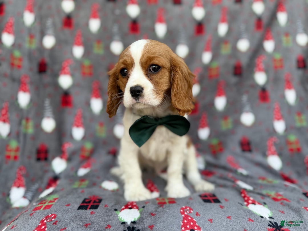 Cavalier King Charles Spaniel dogs for sale: Petey - Ad 7