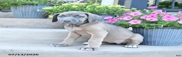 Cane Corso dogs for sale: Raven - Ad 3