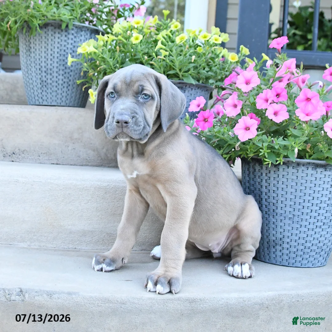 Cane Corso dogs for sale: Raven - Ad 3