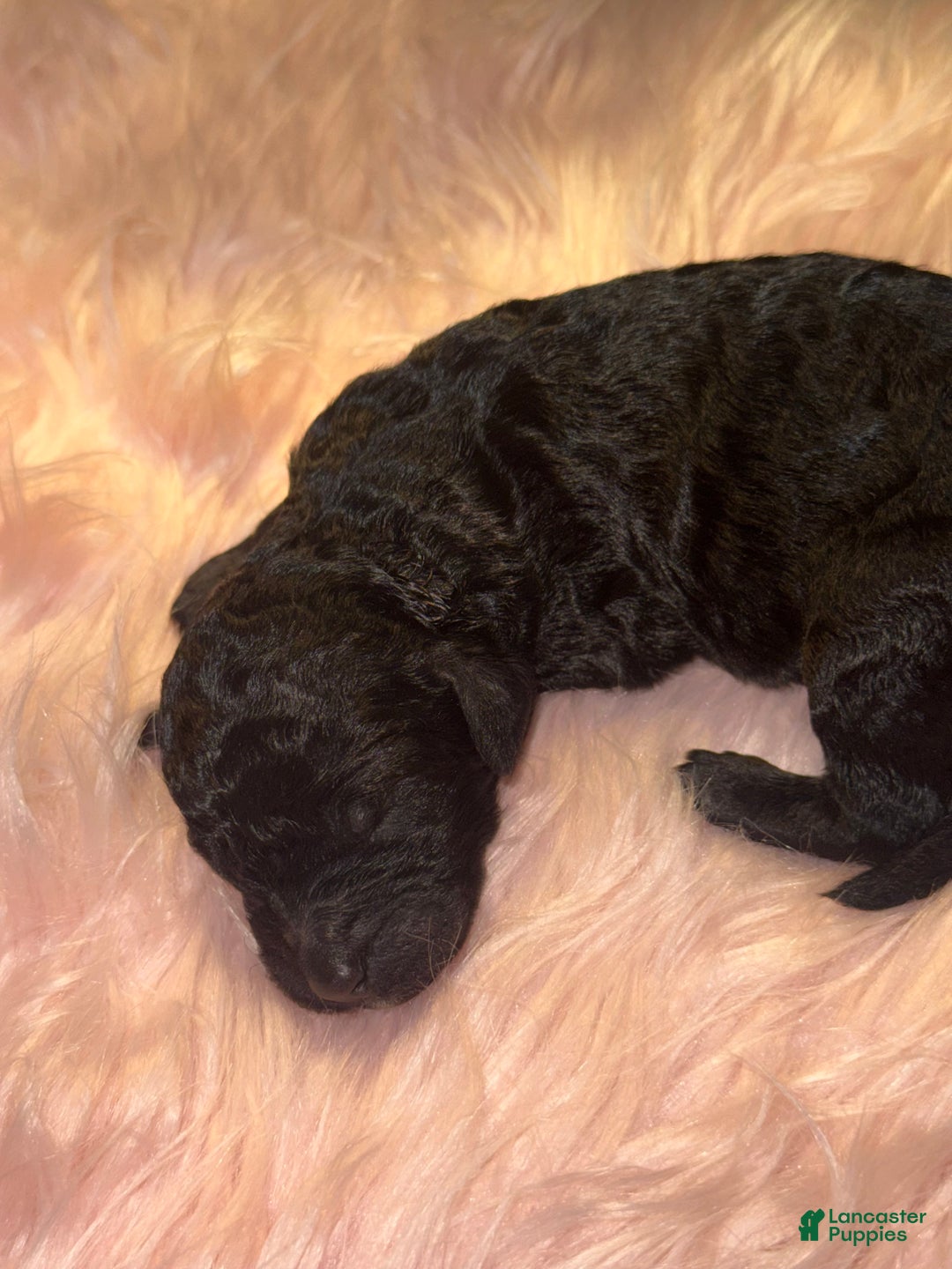 Standard Poodle dogs for sale: Standard Poodle Puppy 5 - Ad 17