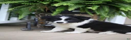 Border Collie dogs for sale: Trooper - Ad 1