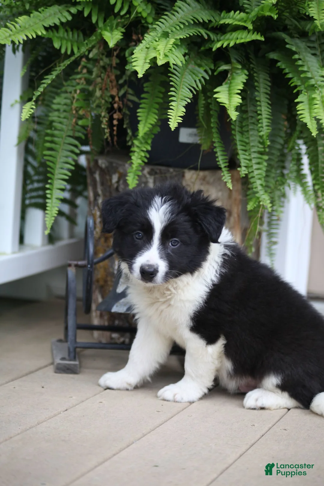 Border Collie dogs for sale: Trooper - Ad 1