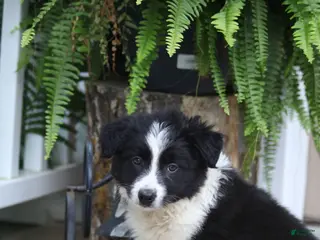 Offset Border Border collie Puppies for sale | Lancaster Puppies