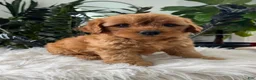 Mini Goldendoodle dogs for sale: Banjo - Ad 4