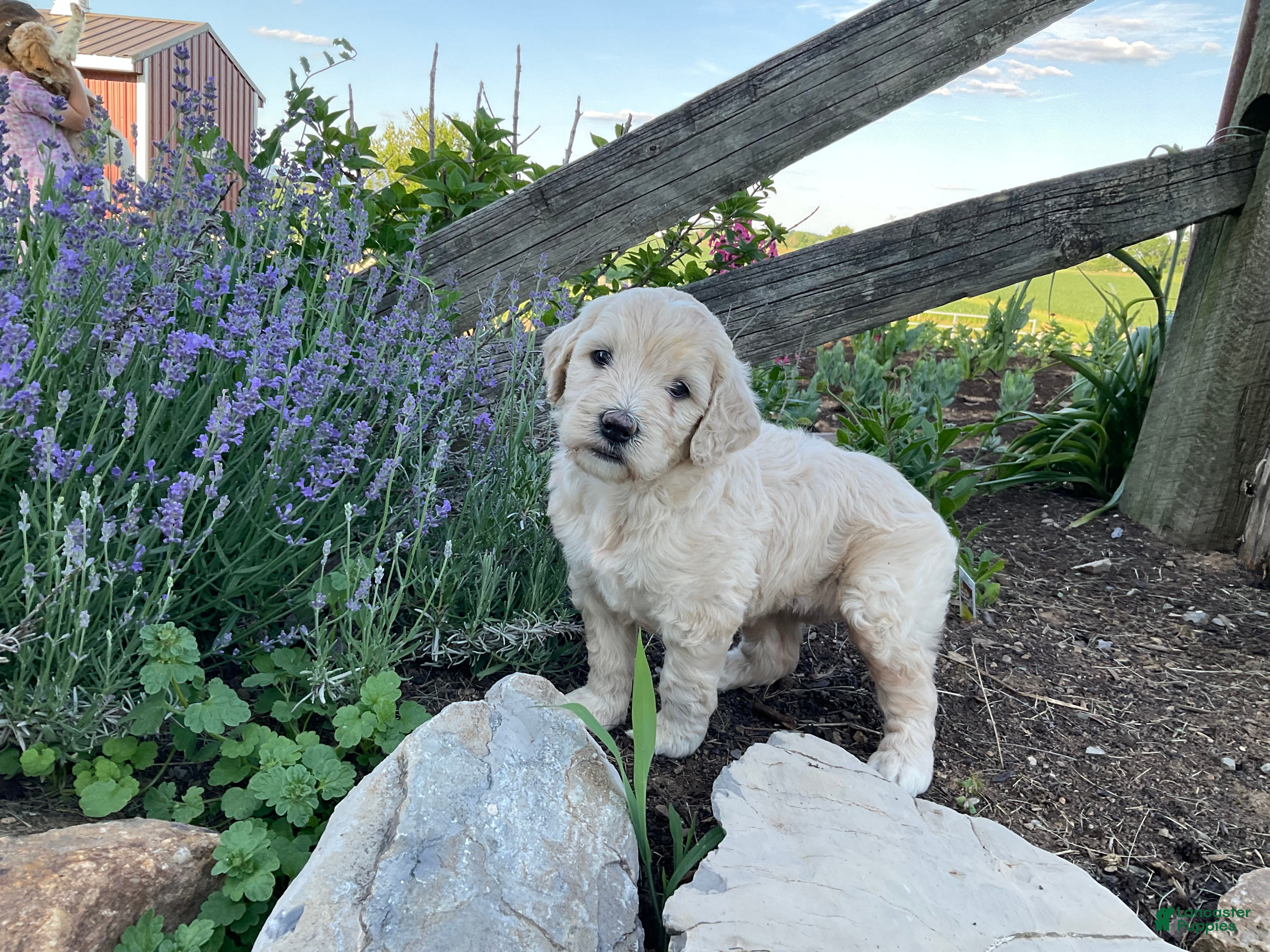 Goldendoodle dogs Macy - Ad 1