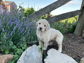 Goldendoodle dogs for sale: Macy - Ad 1