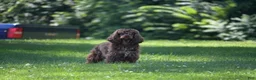 Cocker Spaniel dogs for sale: Cocker Spaniel 1 - Ad 3