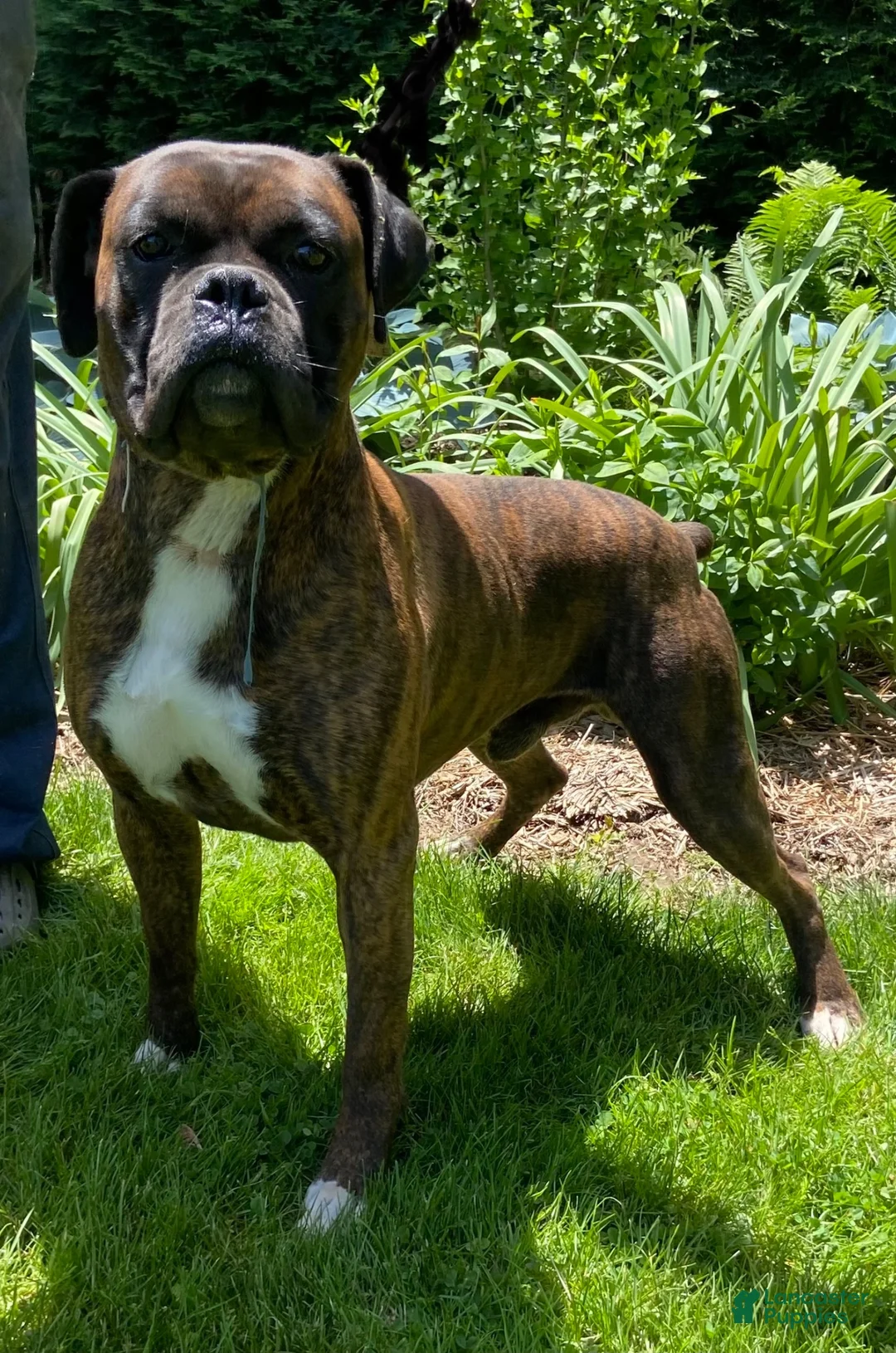 Boxer dogs for sale: Roscoe  - Ad 4