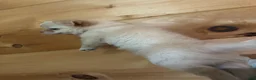 Chihuahua dogs for sale: Backpack - Ad 3