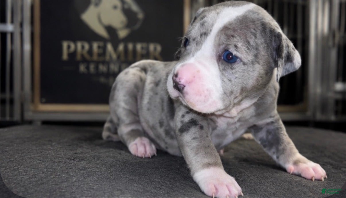 American Bully dogs Lotto - Ad 1