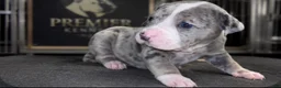 American Bully dogs for sale: Lotto - Ad 3