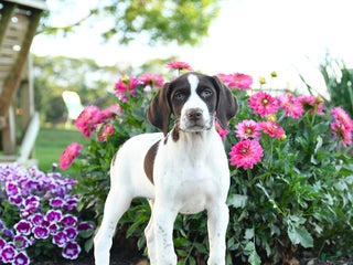 German Shorthaired Pointer dogs - Ad 30