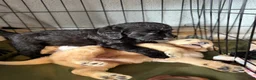 Labradoodle dogs for sale: Skye - Ad 5