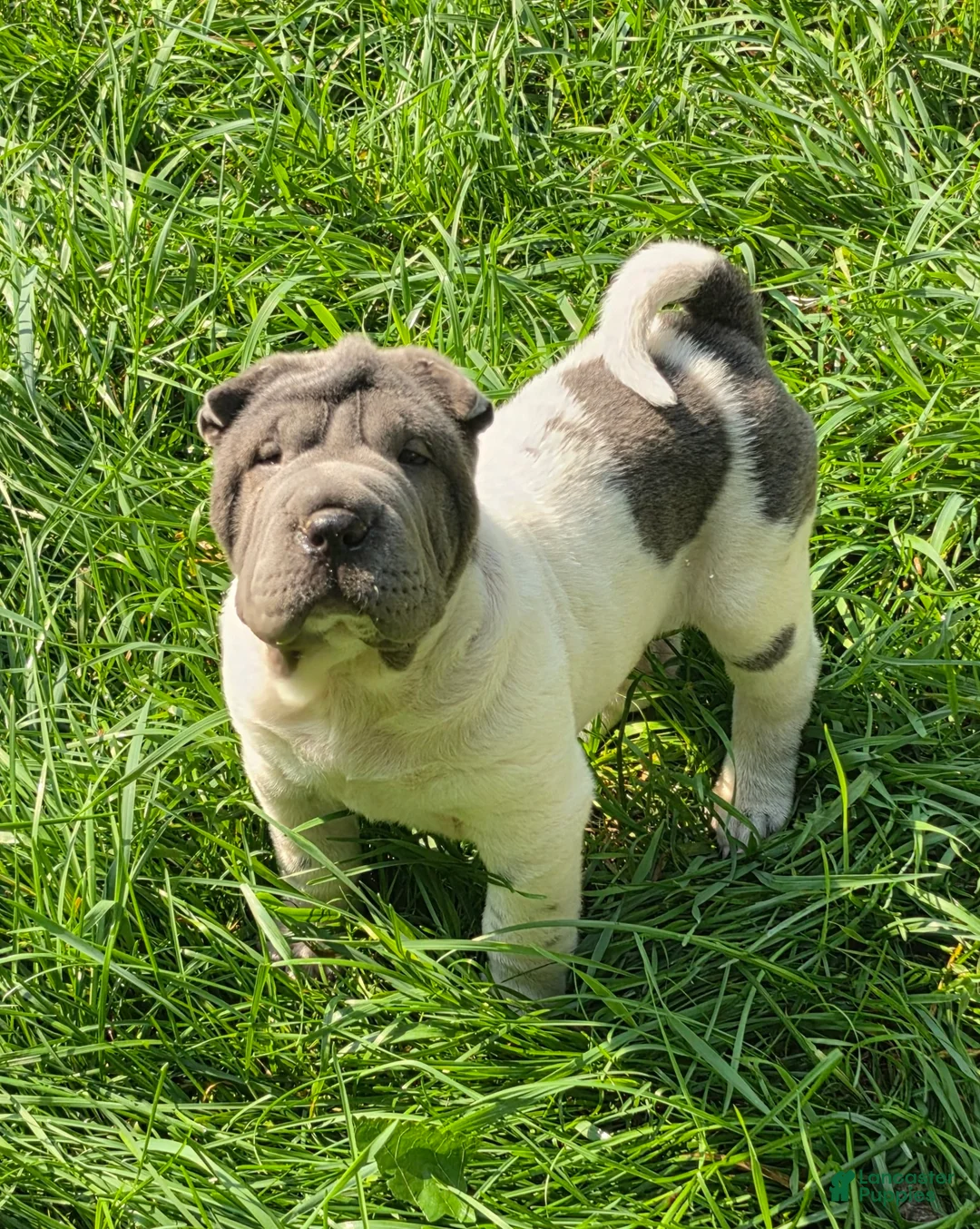 Shar Pei dogs for sale: Trevor  - Ad 1