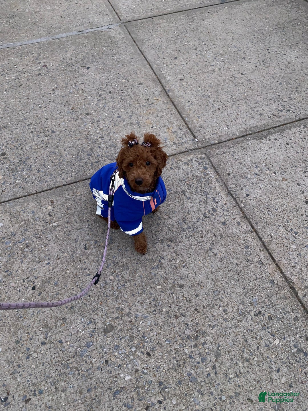 Toy Poodle dogs for sale: Toy Poodle Puppy 1 - Ad 2