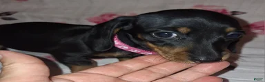 Miniature Dachshund 2 pink collar