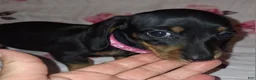 Miniature Dachshund dogs for sale: Miniature Dachshund 2 pink collar - Ad 1