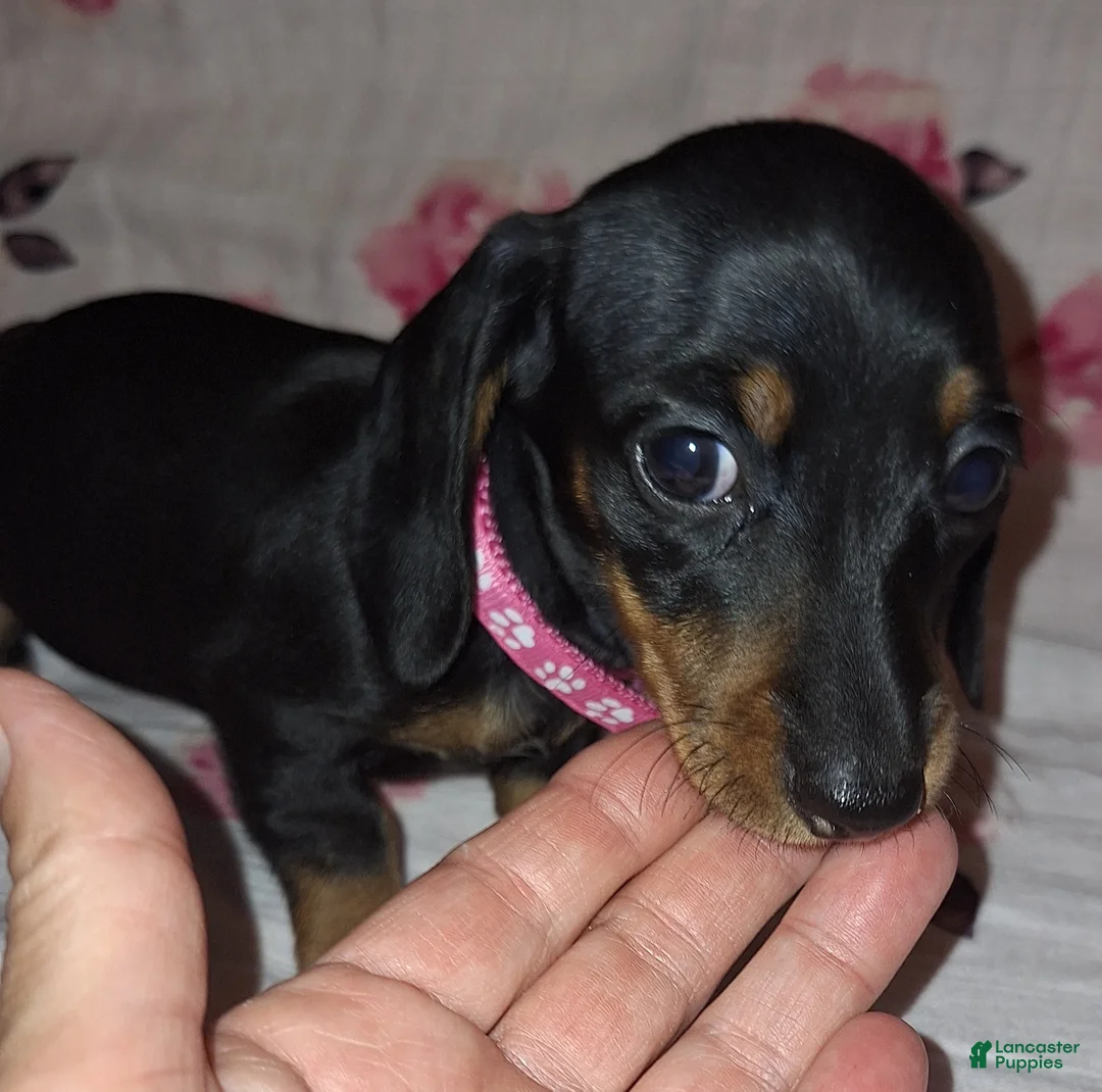 Miniature Dachshund dogs for sale: Miniature Dachshund 2 pink collar - Ad 1