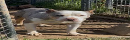 American Bully dogs for sale: Dream - Ad 3