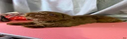 Shih Tzu dogs for stud: Akc&OFA liver Shih Tzu stud - Ad 4