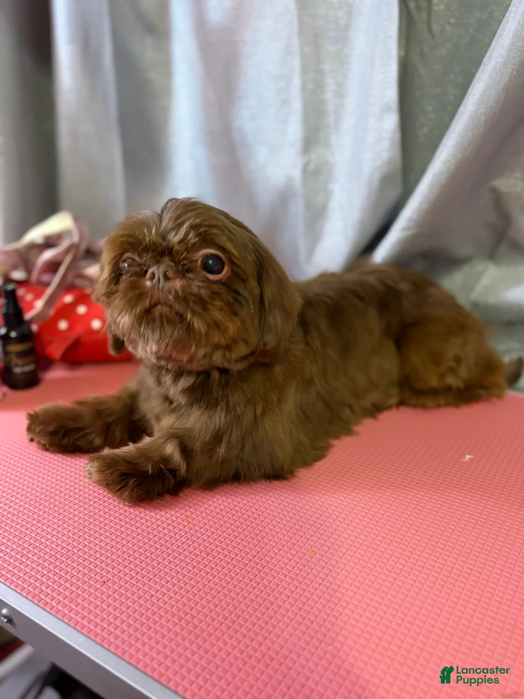 Shih Tzu dogs for stud: Akc&OFA liver Shih Tzu stud - Ad 4