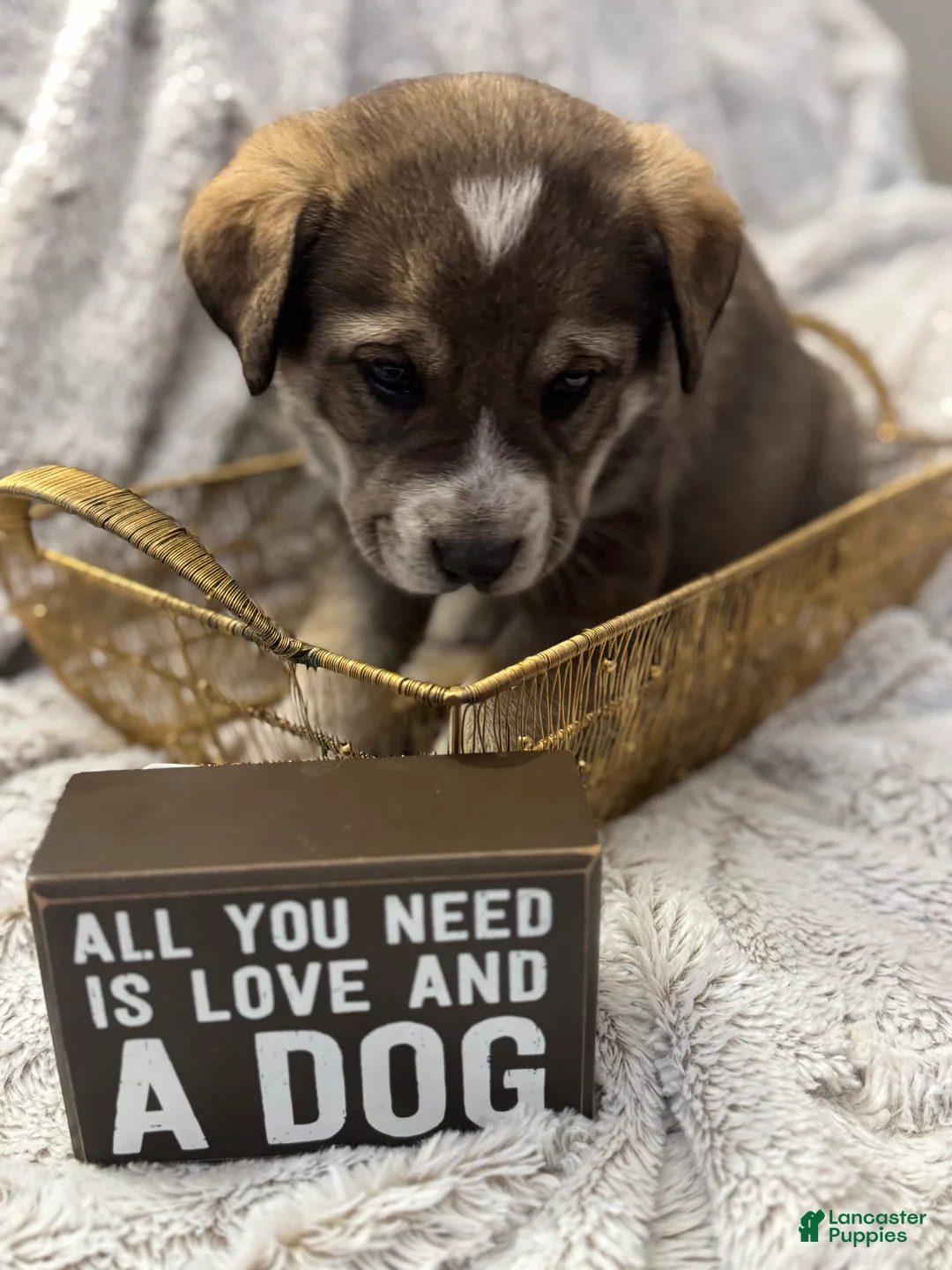 Mixed Breed dogs for sale: Sweetheart - Ad 5