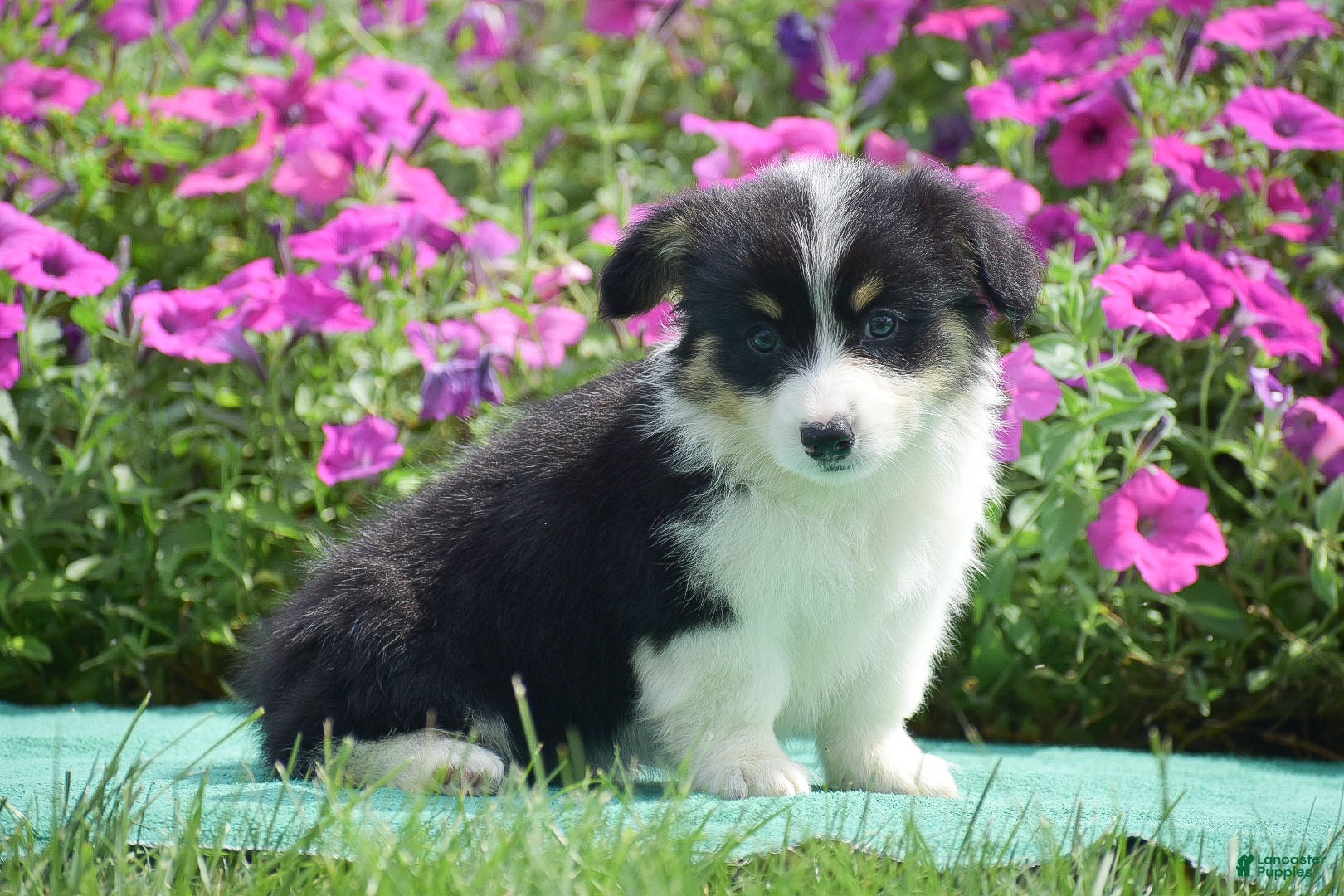 Welsh Corgi Pembroke dogs Julie - Ad 2