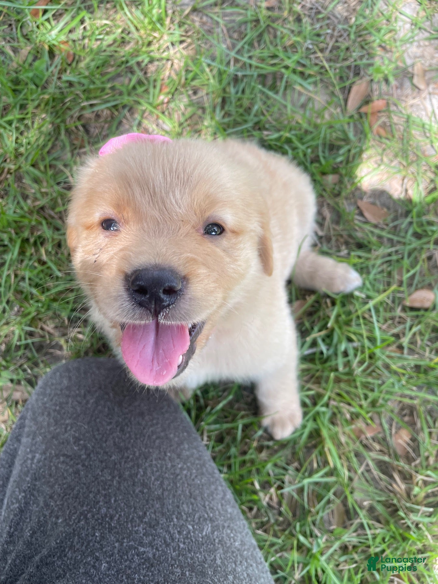 Golden Retriever dogs Golden Retriever 6 - Ad 2