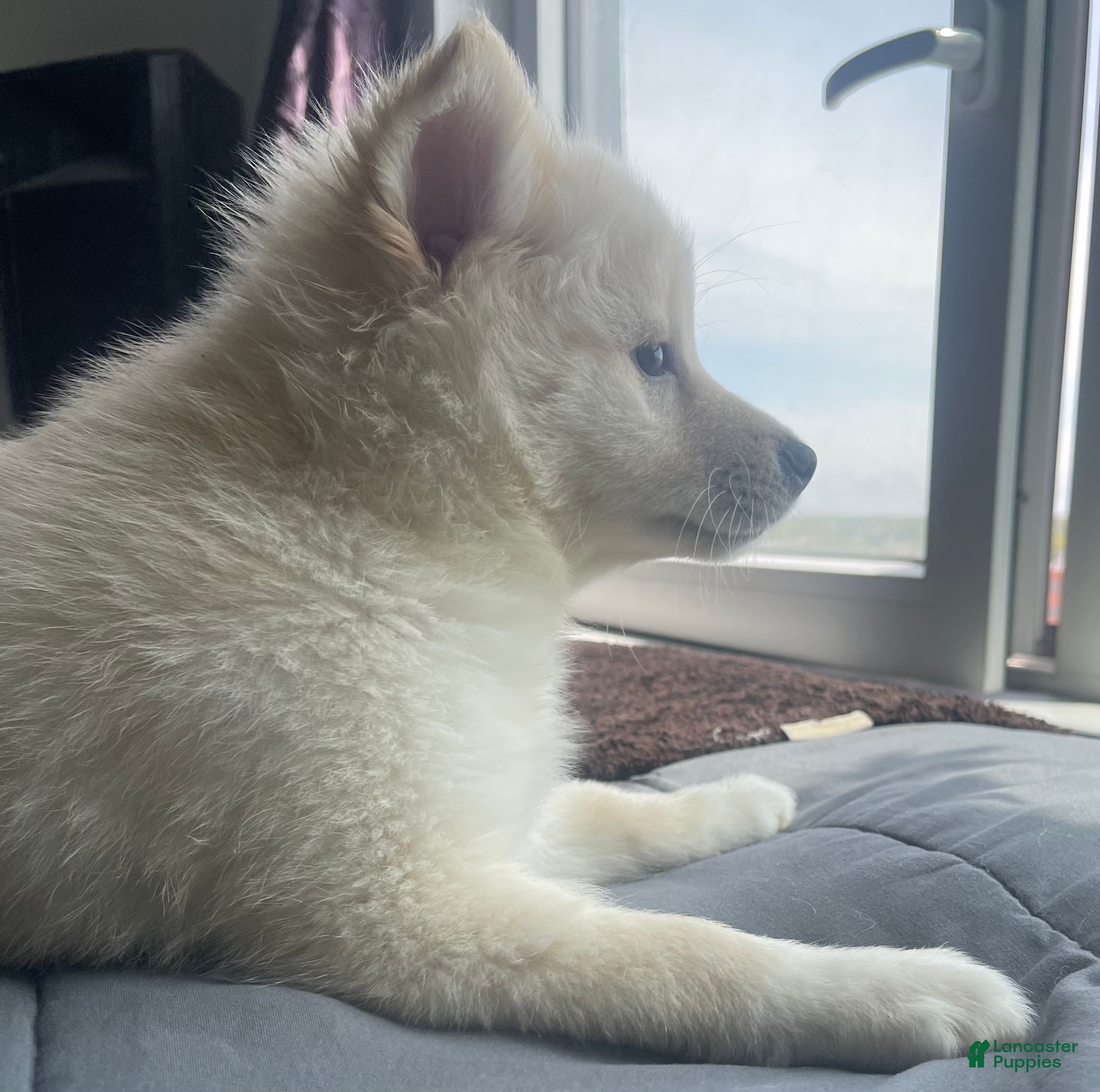 Alaskan Klee Kai dogs Lady Alona (Lady) - Ad 7