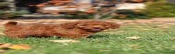Cavapoo dogs for sale: Pearl - Ad 24